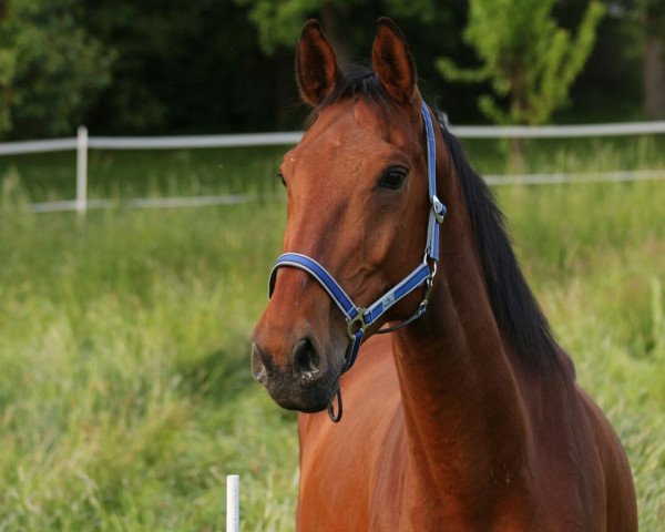 horse Caballero 125 (German Sport Horse, 2008, from Cancoon)