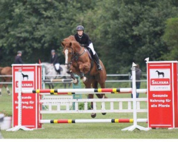 jumper Lucy 690 (Westphalian, 2008, from Lissabon 29)