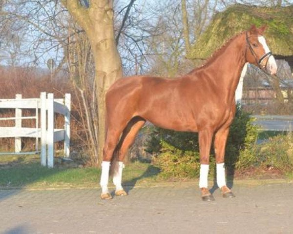 dressage horse Wiewika (Hanoverian, 2007, from Weltmeyer)