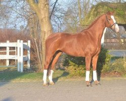dressage horse Wiewika (Hanoverian, 2007, from Weltmeyer)