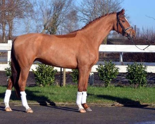 horse Santana (Hanoverian, 2014, from Sir Winston Churchill)