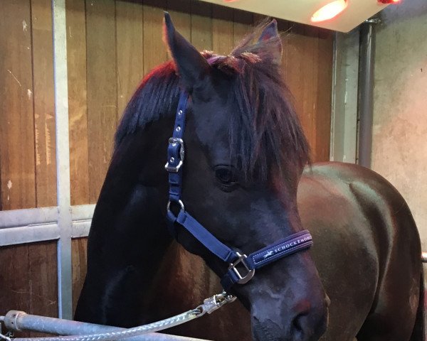 dressage horse Nimbus 59 (German Riding Pony, 2011, from Novalis T)