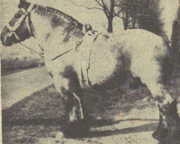 stallion Favori van Moerkapelle (Dutch Heavy Draft, 1957, from Costaud de Marche) stallion Favori van Moerkapelle (Dutch Heavy Draft, 1957, from Costaud de Marche)