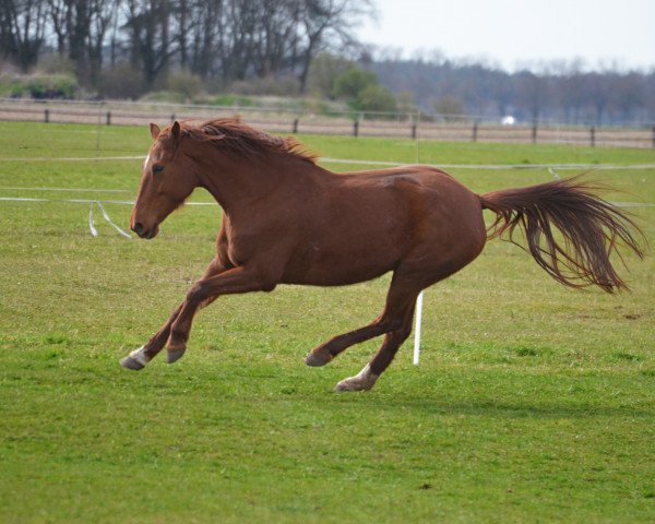 horse Desperado (KWPN (Royal Dutch Sporthorse), 2008, from Silverstone) horse Desperado (KWPN (Royal Dutch Sporthorse), 2008, from Silverstone)