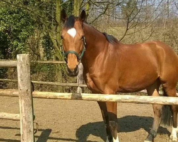 horse Vagány 2 (Hungarian Warmblood, 2006, from Le Cou Cou)