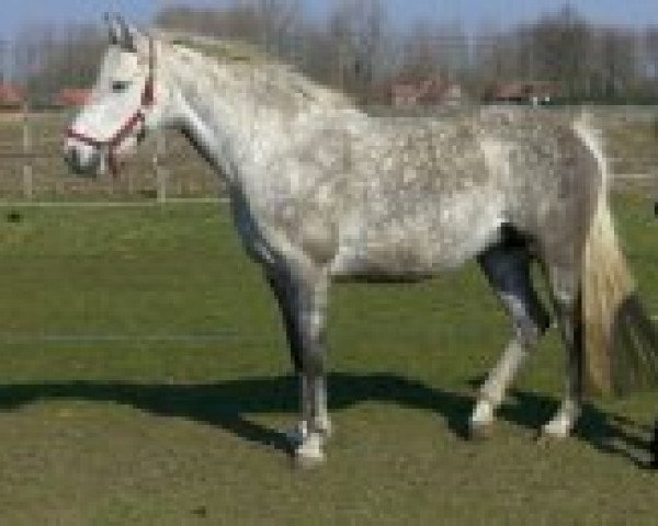 Zuchtstute Sarett (Holsteiner, 2002, von Colman)
