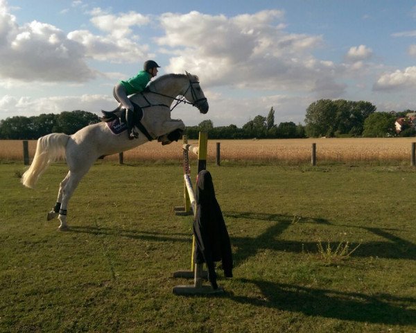 jumper Dr. Jump (German Sport Horse, 2003, from Drosselbart)