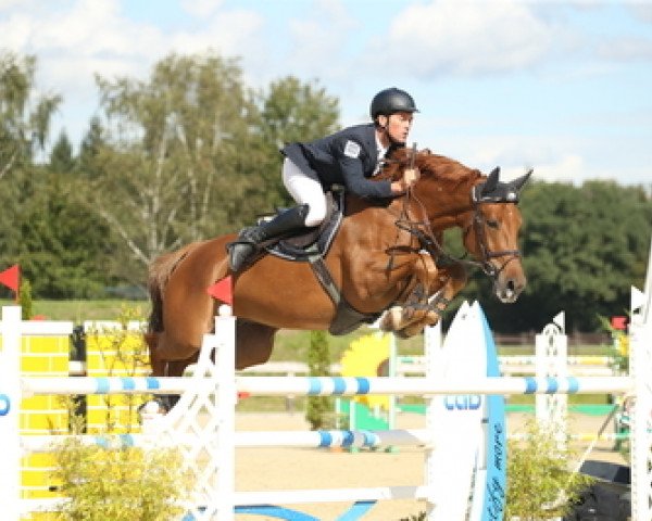 jumper DSP Dornadello (German Sport Horse, 2008, from Dornado)