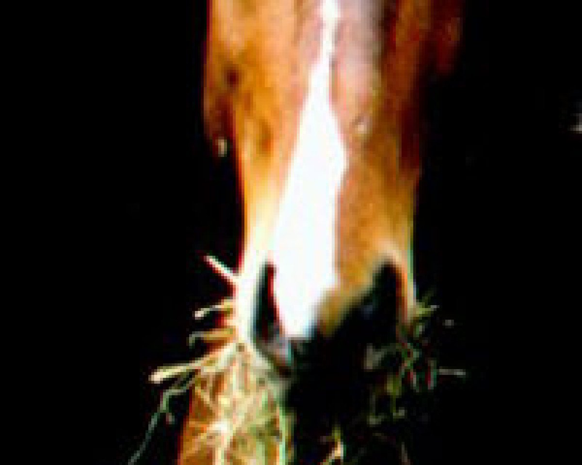 Pferd Asterix (Knabstrupper, 1995, von Alive)