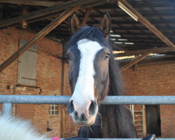 horse Lumpilou (German Sport Horse, 2015, from Limbothello B)