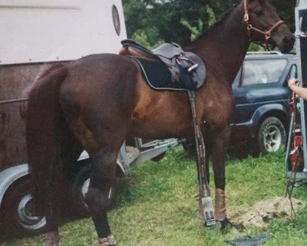 horse Loureen 2 (Holsteiner, 1992, from Loutano)