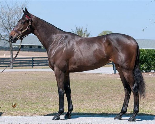Pferd Stute von Smart Strike xx (Englisches Vollblut, 2015, von Smart Strike xx)