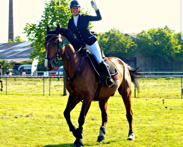 jumper Parcival 52 (anglo european sporthorse, 2003, from Darco)