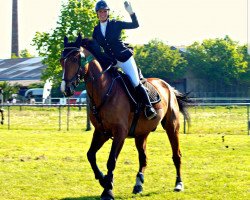 Springpferd Parcival 52 (Anglo Europäisches Sportpferd, 2003, von Darco)
