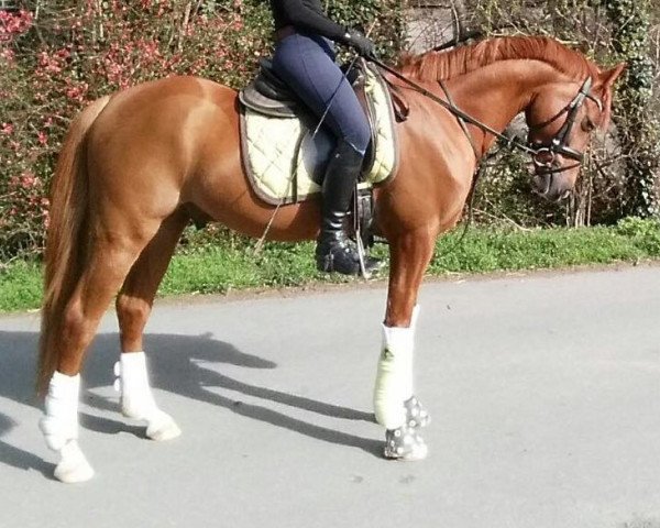 Dressurpferd Bodethal's Nickoletto (Deutsches Reitpony, 2013, von Speyksbosch Nelson)