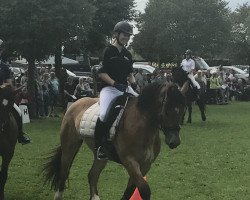 horse Damiro (Rheinisch-Westfälisches Draughthorse, 2012)