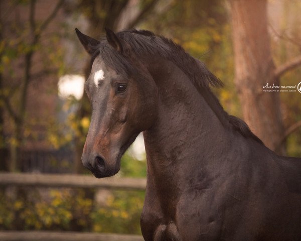 Deckhengst Confident of Victory S (Westfale, 2009, von Contago)