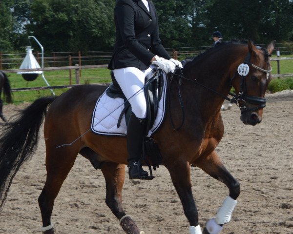 dressage horse Best Boy 5 (German Riding Pony, 2006, from Bartholomeo)