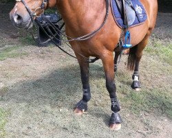 horse Piccolo 269 (unknown, 1995)