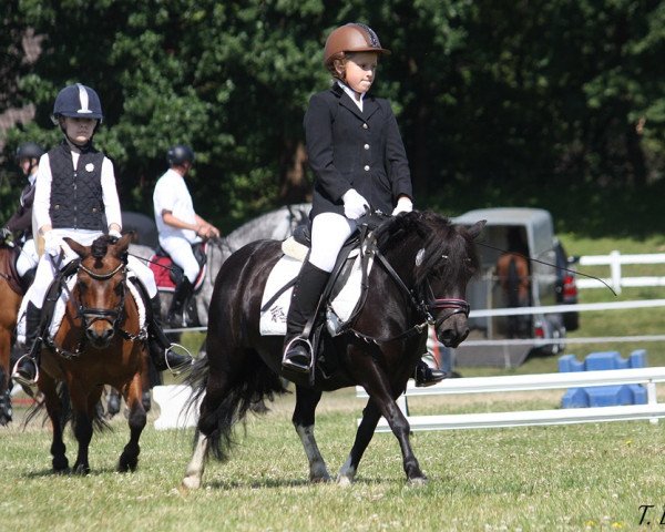dressage horse Steinburgs Faiza (Shetland Pony, 2009, from Vitus von der Ostsee) dressage horse Steinburgs Faiza (Shetland Pony, 2009, from Vitus von der Ostsee)