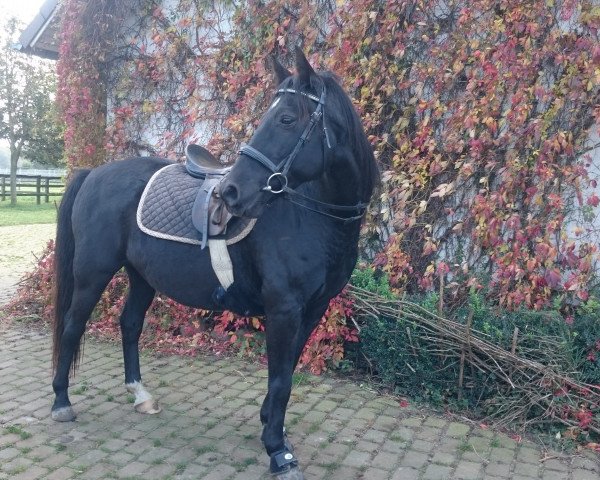 horse El Kalif (German Riding Pony, 2001, from El Kayr)