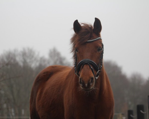 broodmare Ginga (German Riding Pony, 2006, from Boticelli 4)