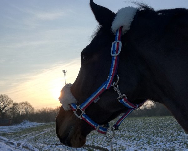 broodmare Paluna (German Warmblood, 2007, from Consens)