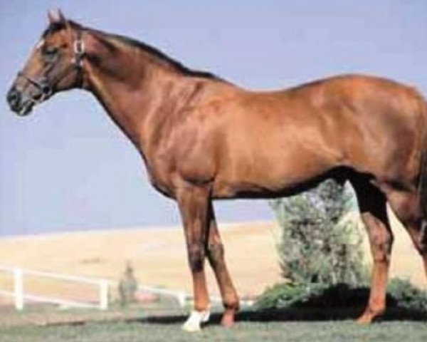 stallion Mujtahid xx (Thoroughbred, 1988, from Woodman xx)
