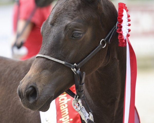 Dressurpferd Mirabelle SA (Österreichisches Warmblut, 2016, von Marqués)