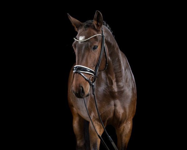 dressage horse Layla Royal Diva Deluxe (Oldenburg, 2015, from Levantino H)