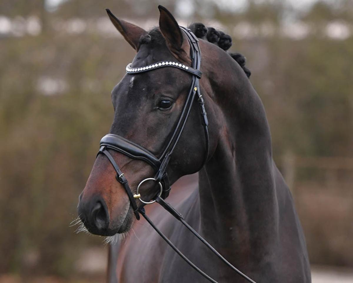 Deckhengst Jovian (KWPN (Niederländisches Warmblut), 2014, von Apache)