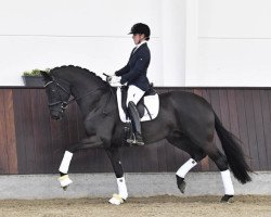 stallion Ferdades (Oldenburg, 2015, from Fürstenball)