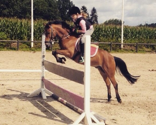 Cavallo Raaki (Warmblood Assiano, 1998, di Randers)