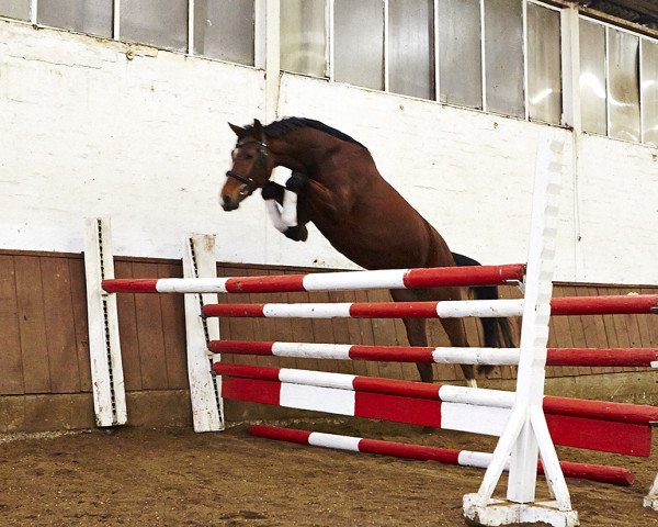 Springpferd Sam 1129 (Hannoveraner, 2013, von Stanley)