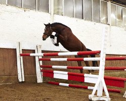Springpferd Sam 1129 (Hannoveraner, 2013, von Stanley)