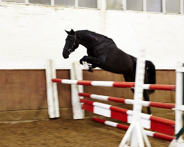 Springpferd Sánchez (Hannoveraner, 2012, von Stakkato)