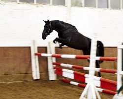 jumper Sánchez (Hanoverian, 2012, from Stakkato)