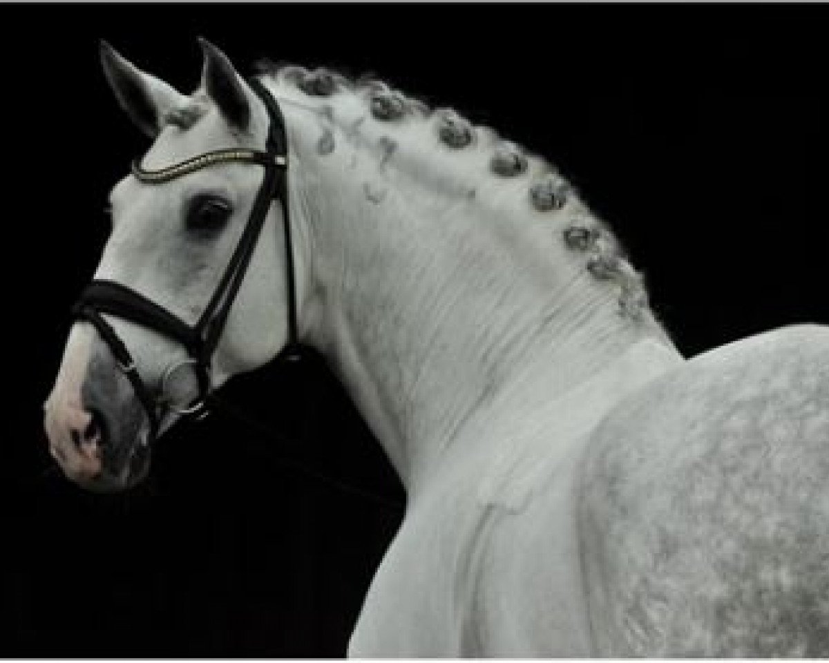 Deckhengst Dragao (Lusitano, 2008, von Unico)