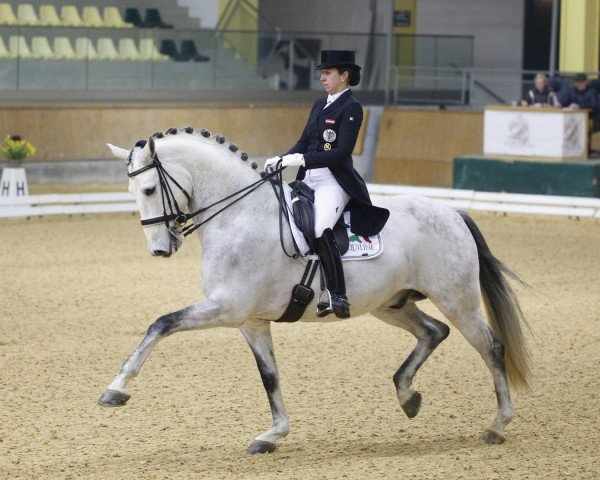 Dressage horse Pramwaldhof's Emir (Spanish Sport Horse, 2009, from Roble) - Pramwaldhofs Emir - Google-Suche