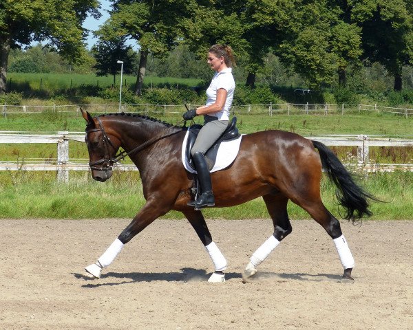horse Don Thatch (Hanoverian, 2006, from Don Crusador)