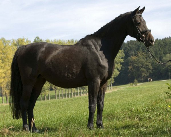 broodmare R-Que-Ce-Rat (Holsteiner, 2001, from Acorado I)