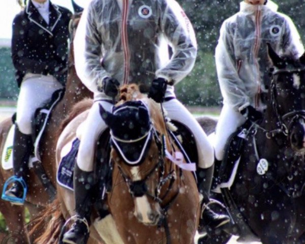 jumper Countros S (Dutch Pony, 2008, from Country)
