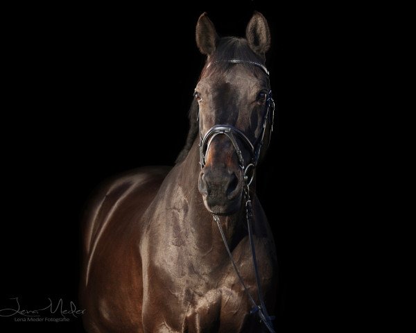 dressage horse Limerick 126 (Holsteiner, 1998, from Lortino)