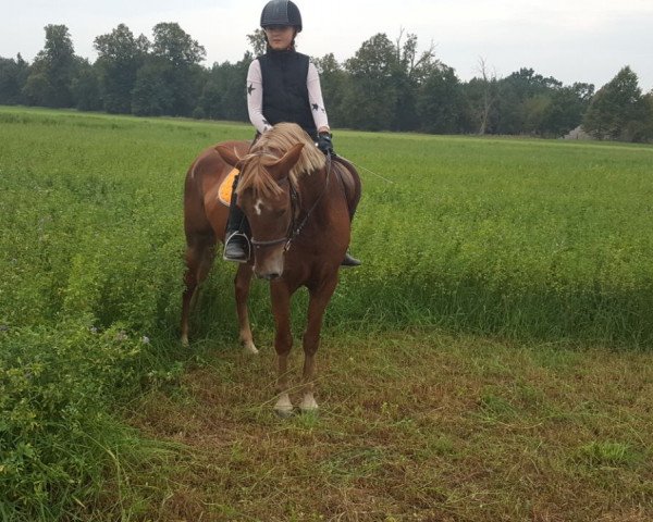 jumper Summertime (German Riding Pony, 2007, from Sazar)