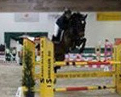 jumper Cesna V.kappensand CH (Swiss Warmblood, 2005, from Calvato VZ)
