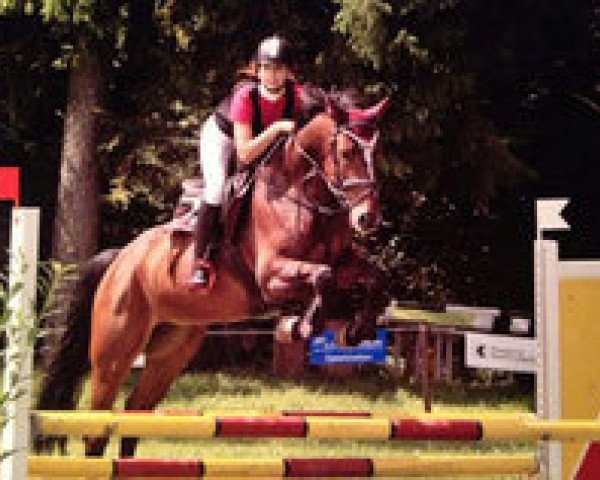 jumper Calisto Vom Kappensand CH (Swiss Warmblood, 2009, from Calvato VZ)