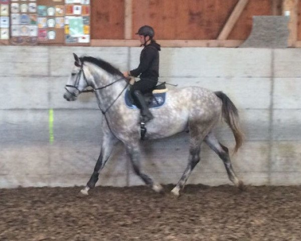 horse Calin vom Kappensand (Swiss Warmblood, 2010, from Calvato VZ)