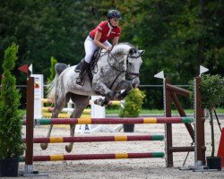 Springpferd Calinka V. Kappensand CH (+) (Schweizer Warmblut, 2010, von Carentino VZ)