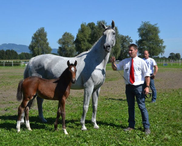 broodmare Chiassa vom Kappensand (Swiss Warmblood, 1998, from Calvato VZ)