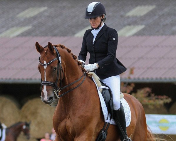 Dressurpferd Golden Eye (Oldenburger, 2008, von Gribaldi)